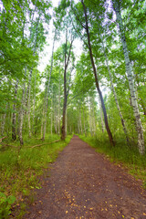 A beautiful summer forest with a small road. Bright, colorful scenery of rural Latvia, Northern Europe.