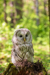 Ural owl (Strix uralensis) on a blurry summer greenery. Cute baby owl. Copy space. Concepts of wisdom, funny pet, amulet, summer time, vacation, circadian rhythms, vision, biological illustration
