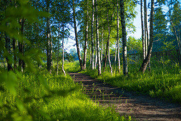 A beautiful summer forest with a small road. Bright, colorful scenery of rural Latvia, Northern Europe.