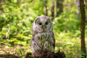 Ural owl (Strix uralensis) on a blurry summer greenery. Cute baby owl. Copy space. Concepts of wisdom, funny pet, amulet, summer time, vacation, circadian rhythms, vision, biological illustration
