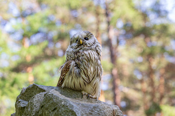 Ural owl (Strix uralensis) on a stone cliff. Cute baby owl. Copy space. Concepts of wisdom, funny pet, amulet, summer time, vacation, circadian rhythms, vision, biological illustration