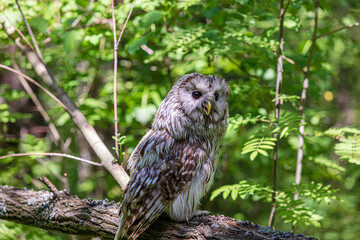 Ural owl (Strix uralensis) on a blurry summer greenery. Cute baby owl. Copy space. Concepts of wisdom, funny pet, amulet, summer time, vacation, circadian rhythms, vision, biological illustration