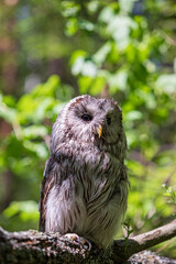 Ural owl (Strix uralensis) on a blurry summer greenery. Cute baby owl. Copy space. Concepts of wisdom, funny pet, amulet, summer time, vacation, circadian rhythms, vision, biological illustration