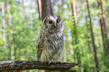 Ural owl (Strix uralensis) on a blurry summer greenery. Cute baby owl. Copy space. Concepts of wisdom, funny pet, amulet, summer time, vacation, circadian rhythms, vision, biological illustration