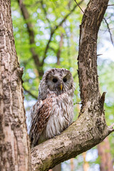 Ural owl (Strix uralensis) on a blurry summer greenery. Cute baby owl. Copy space. Concepts of wisdom, funny pet, amulet, summer time, vacation, circadian rhythms, vision, biological illustration