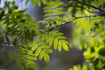 Bright green rowan tree leaves in the summer forest. Natural scenery of sunny woodlands in Latvia.