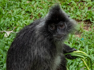 Wild Silverleaf Monkey in Borneo, Malaysia