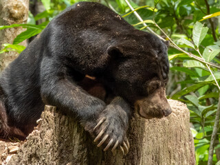 Sun Bear in Borneo, Malaysia
