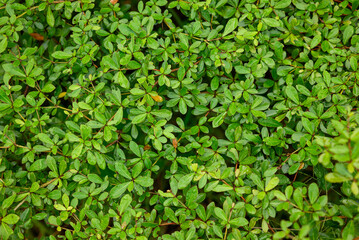 Background of fresh leaves with morning dew