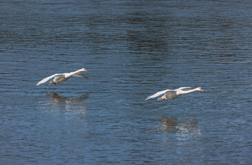 Swans in flight over a tranquil river