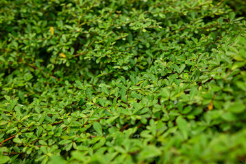 Obraz premium Background of fresh leaves with morning dew