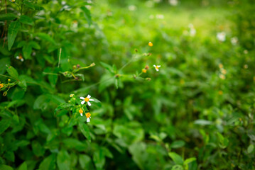 Bidens pilosa flower. It is a wild flower that is often found around the yard