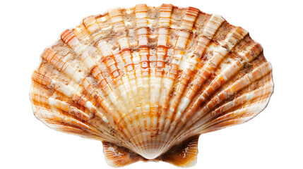 Obraz premium Close-up of a single scallop shell displaying intricate patterns and natural earthy tones, isolated on a white background.