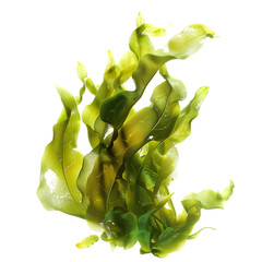 Lush green seaweed floating in clear water, depicting a natural underwater environment with vibrant marine flora.