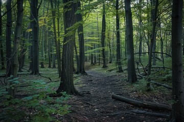 Mysterious path is leading into a dense forest with tall trees and lush foliage