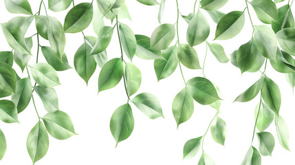 Obraz premium Detailed realistic green leaves on twigs isolated on a transparent background