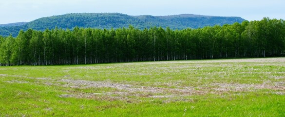 【北海道】白樺林（美深）