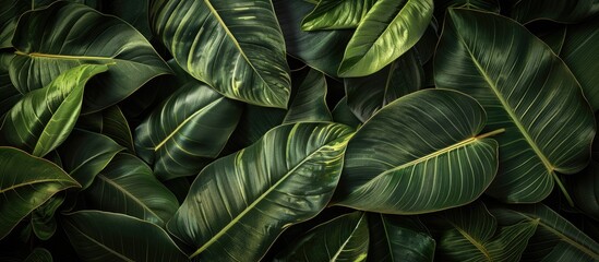 Dark green foliage on tropical leaves in an abstract natural backdrop