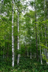 【北海道】白樺林（美深）