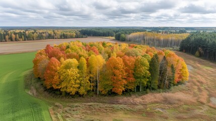 Fototapeta premium Aerial view of a forest with vibrant autumn foliage in shades of red, yellow, and orange, contrasting with green fields.