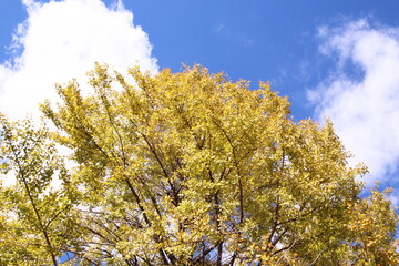 秋の空と紅葉したイチョウの木