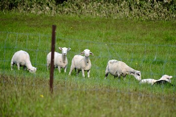 Obraz premium 【北海道】牧場の刈りたてのヒツジ（美深）