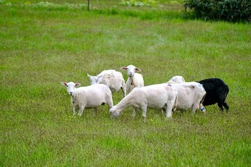 Obraz premium 【北海道】牧場の刈りたてのヒツジ（美深）