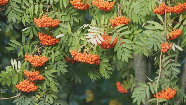 Mountain ash or rowan plant. Numerous clusters with bright scarlet berries hanging on specimen or shade tree. Branches of showy shrub with ashberries sway in wind. Summer or autumn.  4K UHD 2160p