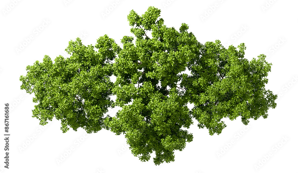 Poster top view parks green trees group on transparent backgrounds 3d rendering png