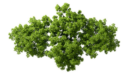 Obraz premium Top view parks green trees group on transparent backgrounds 3d rendering png