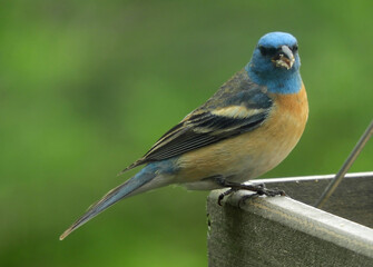 colorful blue-headed lazuli bunting perched on a  feeder in early summer in broomfield, colorado 