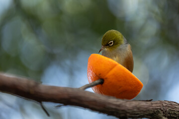 Silvereye Bird Feeding in the Garden in New Zealand
