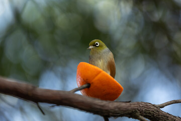 Silvereye Bird Feeding in the Garden in New Zealand
