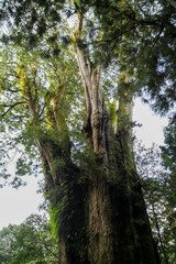 Fototapeta premium The biggest tree in Alishan national park at taiwan
