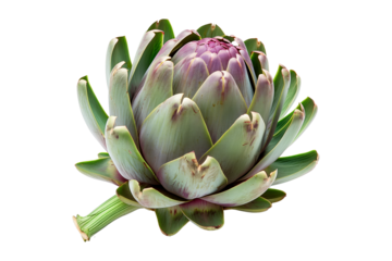 Green artichoke with a purple base is isolated on a white background.