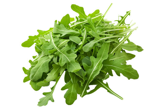 Bunch of fresh green arugula leaves isolated on a white background.
