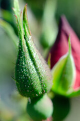 Are red rose buds under the sunlight on a macro photo