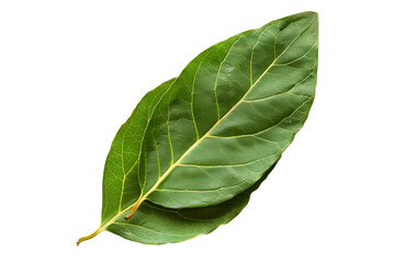 Obraz premium Green bay leaves isolated on a white background.