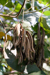 Nature Photography of Velvet Beans Plant or known as Mucuna Pruriens. Macro of beautiful and exotic...