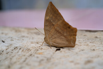 Common Duffer Butterfly or Dischopora sondaica resting on a cement floor. Macro shot of beautiful and exotic animals in the wild. Graphic Resources. Macro Photography. Animal Close-up. Wild Nature Con