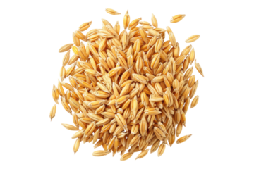 Wheat grain isolated on transparent background