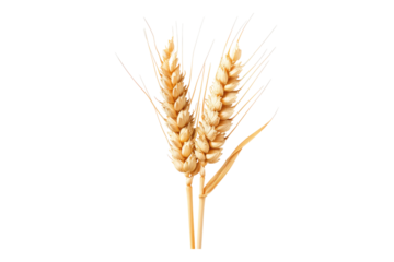 Wheat grain isolated on transparent background