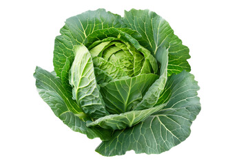 Fresh green cabbage head with crumpled leaves isolated on a white background.