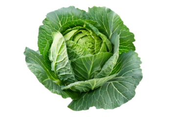 Fresh green cabbage head with crumpled leaves isolated on a white background.