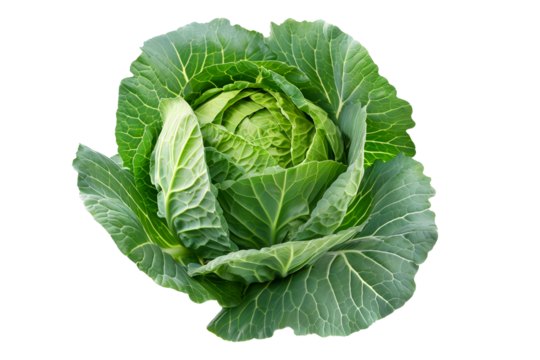Fresh green cabbage head with crumpled leaves isolated on a white background.