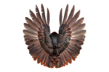 Wild turkey bird wings isolated on transparent background