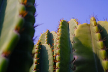 Nature Photography of towering green cactus plants with a blue sky background. Textured Details of beautiful and exotic Plants in the wild. Graphic Resources. Botanical Photography. Plants Close-up. 