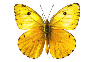 Fototapeta premium Yellow butterfly isolated on white background