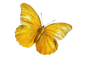 Yellow butterfly isolated on white background
