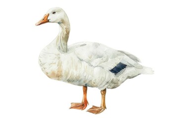 Duck on White Background